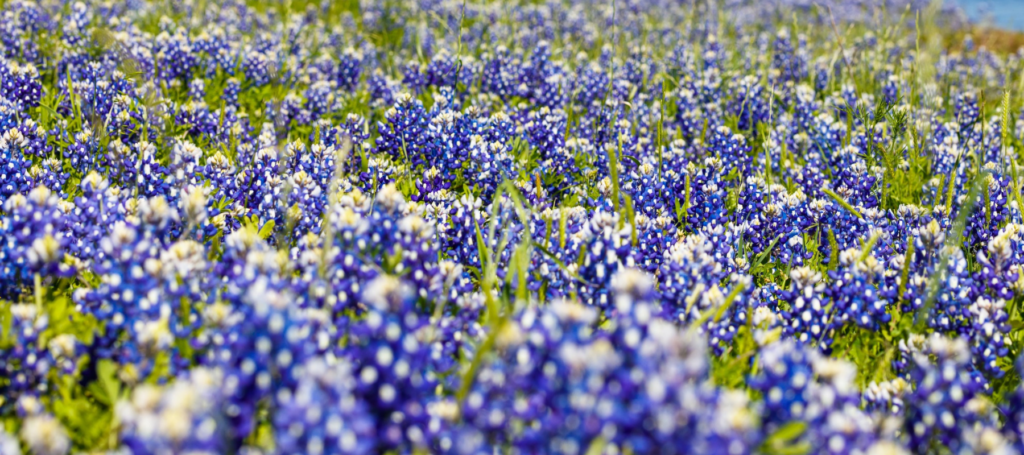 closeup of an abundant field of blue bonnets
